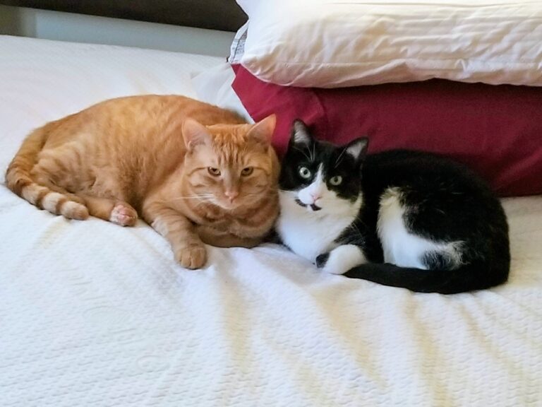 Charles and Marshmallow - Sibling cats cared for by a retired nurse in Ocala