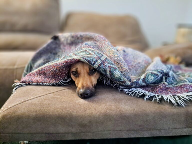 Levi - Resident troublemaker enjoying pet sitting in West Ocala