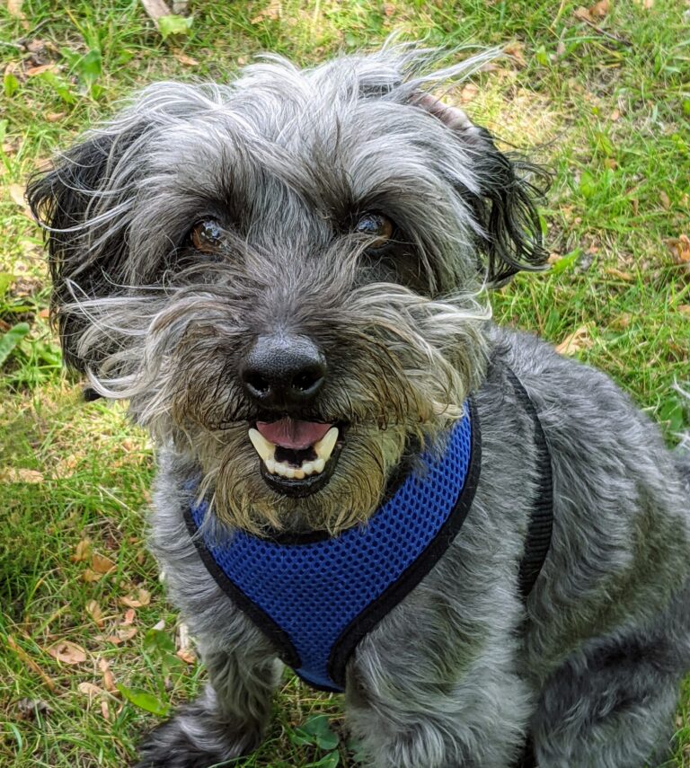 Otis - Senior dog receiving professional care from Ocala Elite Pet Services