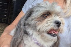 Ms-Bella-on-my-lap-scaled